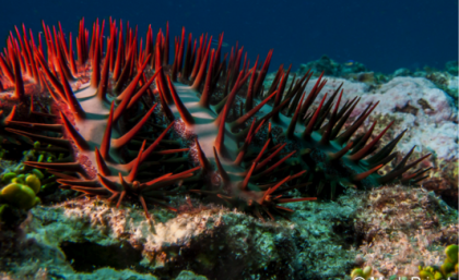 Crown-of-thorns starfish on the Great Barrier Reef. Crown-of-thorns starfish on the Great Barrier Reef.